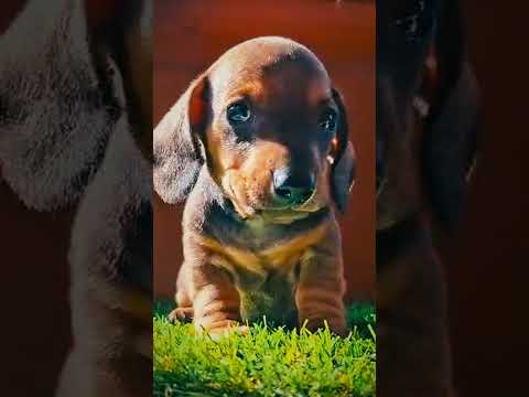 Dachshund puppy for sale