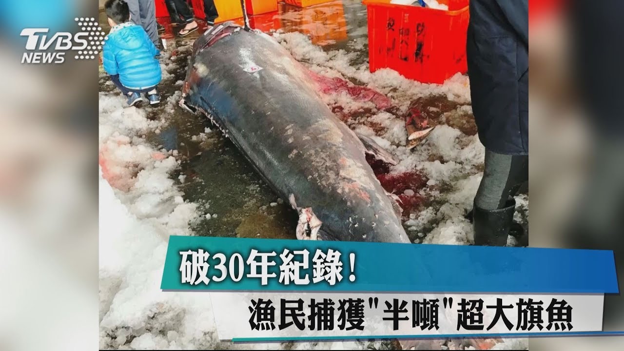 破30年紀錄!台東捕獲「半噸」4公尺超大旗魚