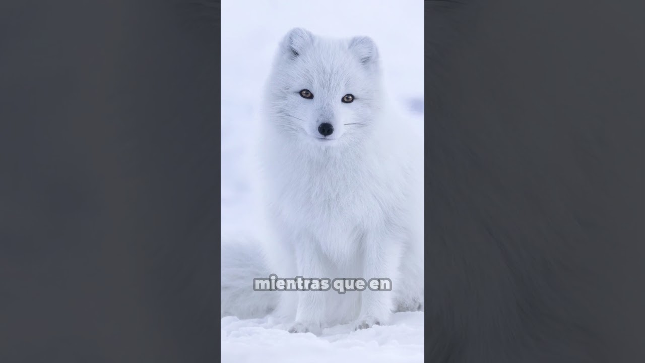 Así son los tiernos zorros del ártico - Vulpes lagopus