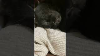 可愛い猫チワワ #shorts