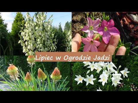 Rośliny odporne na susze: lawenda, juki, trytoma | Ogród Jadzi #98