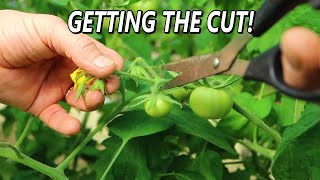 INCREASE YOUR TOMATO SIZE, YIELDS AND PROFITS BY DOING THIS!