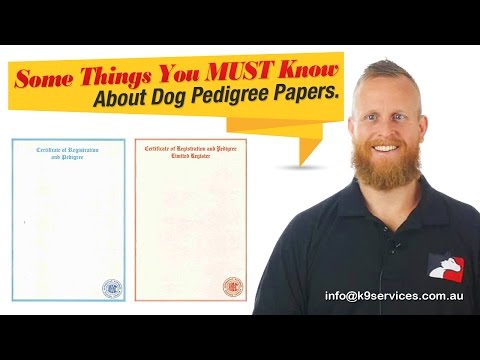 Dog Pedigree Papers: Explained