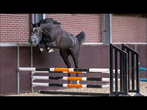 (Sold Finland) Mare, born 2017 by Brantzau x Mr  Blue