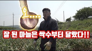 3월에 조기주문 받은 마늘밭 공개!! 이 밭을 공개하면 마늘농가들 충격에 빠진다!!! 싹수부터 달랐던 마늘밭…