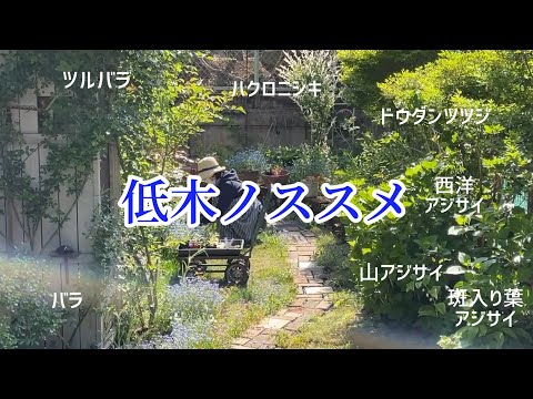 庭の知識: 亜低木とは何ですか? 庭の練習