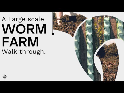 What you need to know to improve your worm farm.