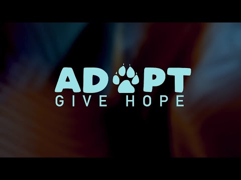 Dogs Adrift Project