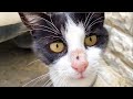 Incredibly Cute Pregnant Tuxedo Cat Was So Shy At The Beginning