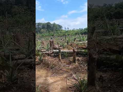 Chagra del hermano angel en caruru vaupes