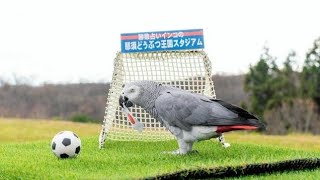 占いインコ🦜、サッカーW杯⚽ 日本代表🇯🇵が1次リーグで「3連勝」🏆と大胆予想✨