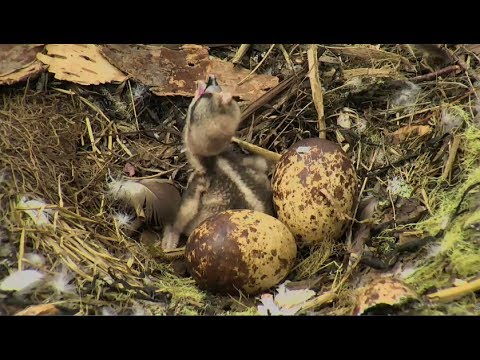 Audubon Hog Island Osprey Cam ~ Please Get This Fish Off My Head Mom 6.4.17