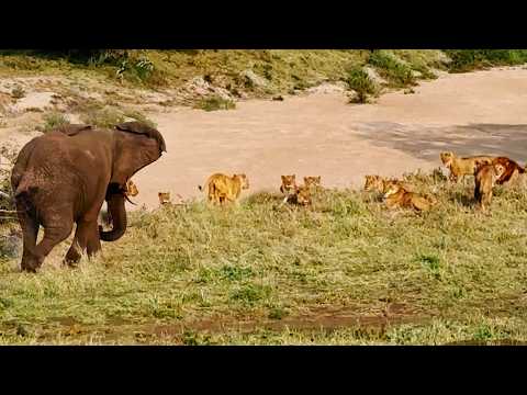 Elephant Teaches 20 Lions That He's The King