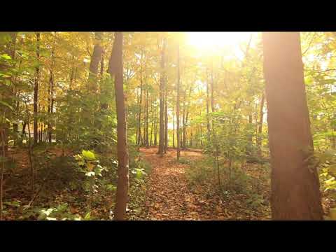 Chant des Oiseaux à l'Aube dans la Forêt - Se Détendre 🦅