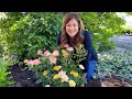 Planting Oso Easy Italian Ice Roses Garden Answer