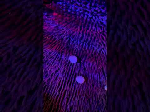 Musical Journey with Alexey Mago