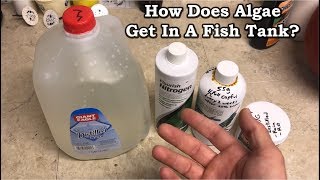 Does Algae Come From Air?