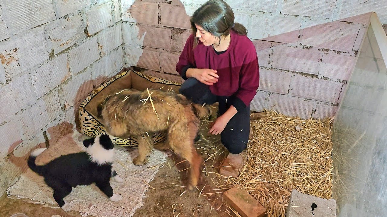 Aquí tengo a Ramiro el Border Collie con Quinto el Pastor Vasco, increíble lo de estos dos