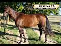 Jument - Westfalien - 7 ans - Fidelius X Santa Cruz