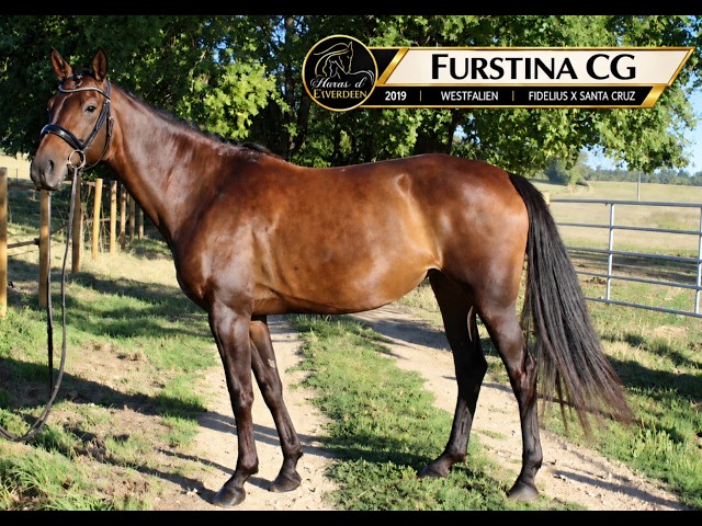 Jument - Westfalien - 7 ans - Fidelius X Santa Cruz