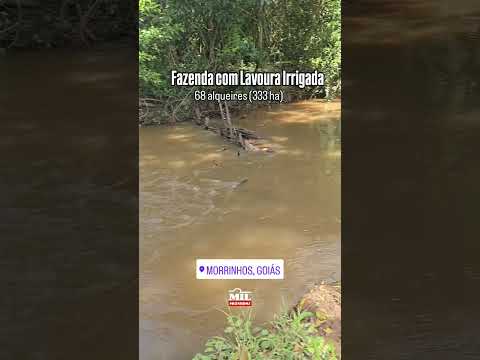 FAZENDA COM LAVOURA IRRIGADA DE 68 ALQUEIRES EM MORRINHOS-GO #fazendaavenda #agro