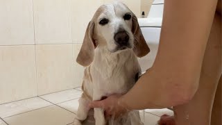 楽しくなかったパパとのお風呂ビーグル犬モモ