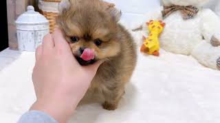 ポメラニアンの動画01