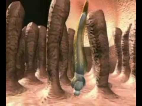 Pinworms giardia roundworm