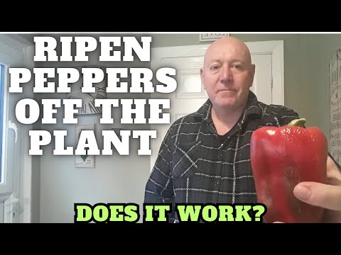 Ripen Peppers Off The Plant Does It Work [Gardening Allotment UK] [Grow Vegetables At Home ]