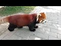 Walk with red panda Arthur