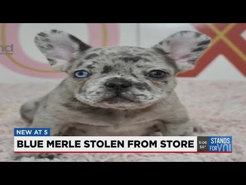Petland Lees Summit Mo