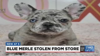 Man caught on camera stealing French bulldog puppy from Lee's Summit Petland