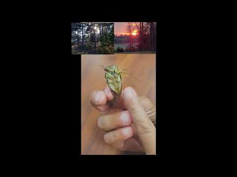 A female cicada versus male #michaelparker