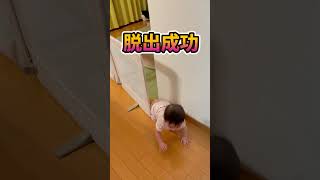 悲報_フェンスの意味なし#shorts