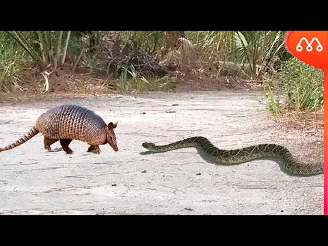 WHEN THE SNAKE ATTACKS THE TATU