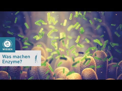 Was machen Enzyme im Körper? - 60 Sekunden Wissen