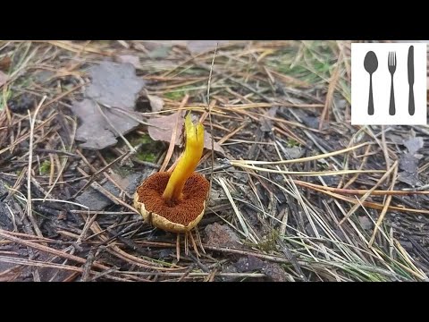 Maślaczek pieprzowy (Chalciporus piperatus) Jaworzno