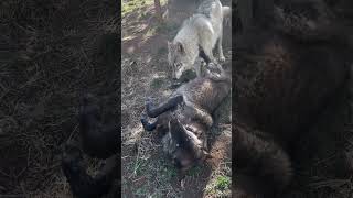 Silly wolves 🖤💗