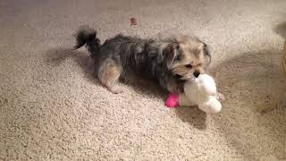 Brookie’s new toy, “Lambchop!”
