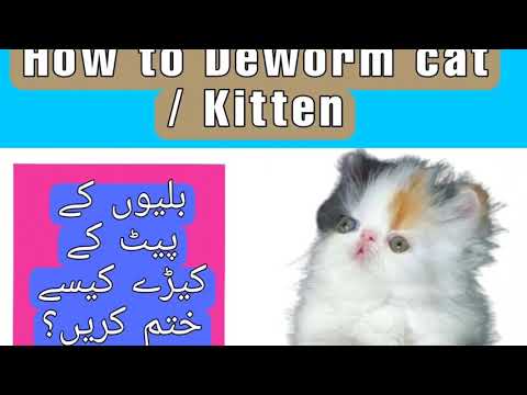 how to deworm a cat. pait k keeray ka ilaj in urdu. deworming cats.