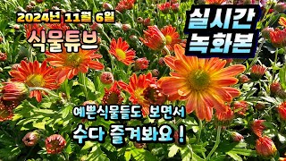 2024년 11월 6일  예쁜식물들 보면서 랜선으로 아이쇼핑하면서  수다즐겨봐요. #양재꽃시장 #식물튜브 #…