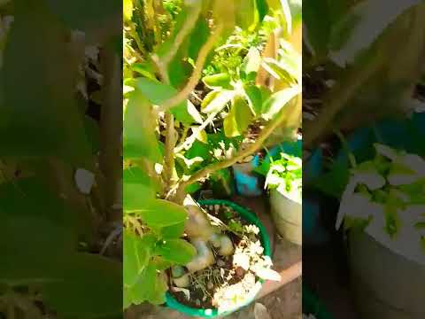 #music #plantas #asmelhores #fy #hashtags #agriculture