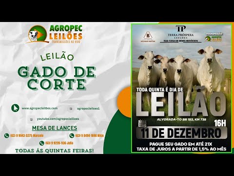 agropecleiloes.com LEILÃO GADO DE CORTE | TERRA PRÓSPERA LEILÕES-ALVORADA-TO 11/12/2025