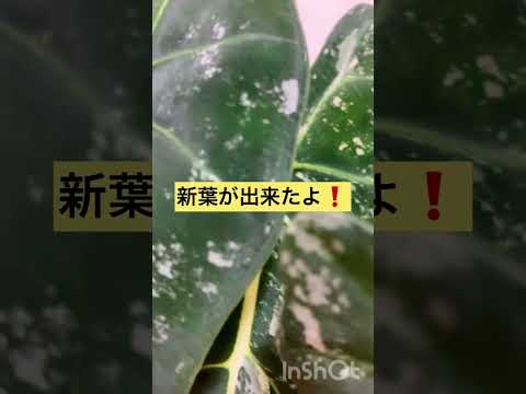 園芸 斑入り Eléagnus Maculata Aurea、斑入りスパイシー シャレフ