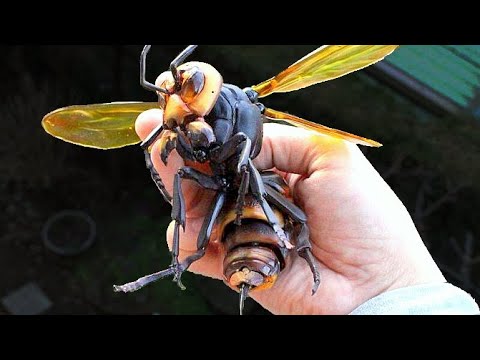 , title : 'Ong bắp cày khổng lồ châu Á – Loài ong nguy hiểm nhất thế giới'
