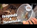 Why to NOT leave isopods in your TARANTULA’s enclosure ..