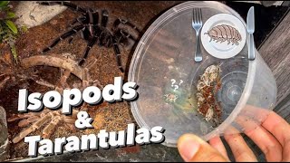 Why to NOT leave isopods in your TARANTULA’s enclosure ..