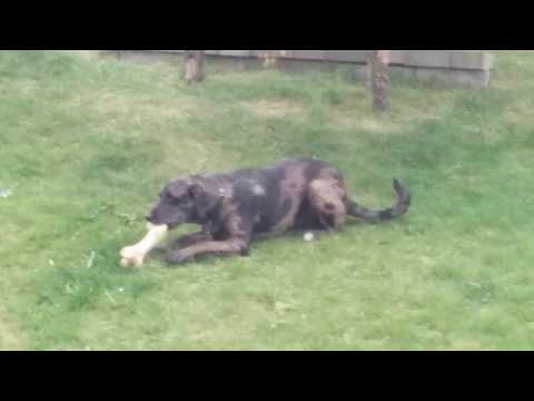 Sancho the Catahoula Dog working on his bone