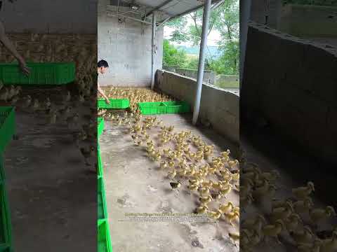 Staged Rearing : From Brooder To Open Feeding Area