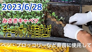 キャベツ栽培・みさきキャベツ鉢上げ作業　チェーンポットに種まき育苗した苗の鉢上げです😄